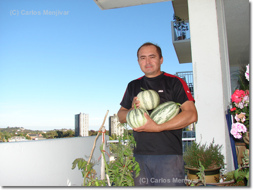 Urban Gardener